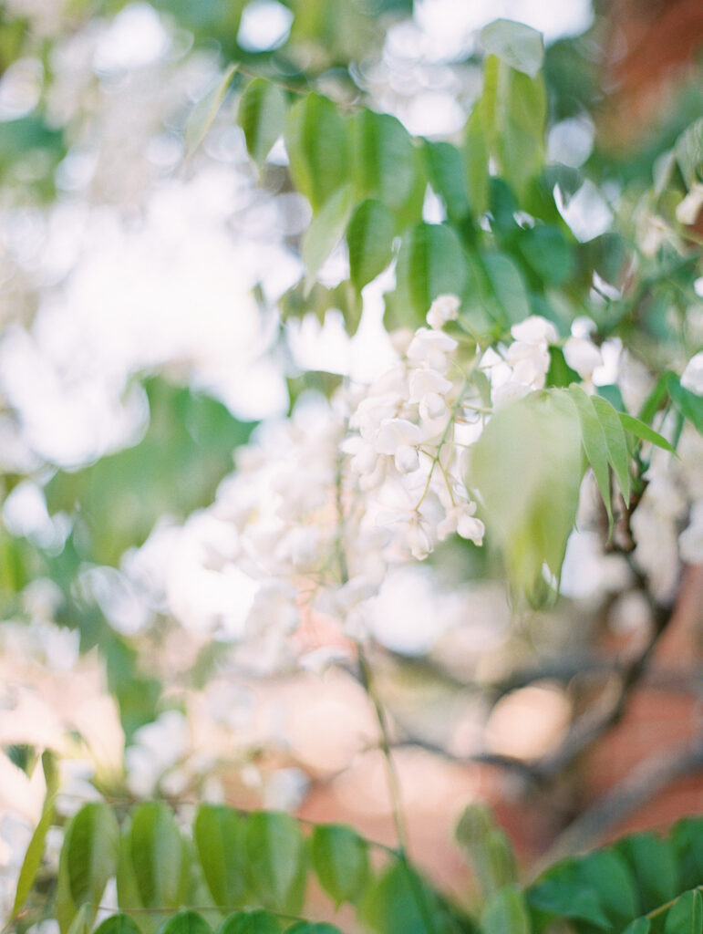 Filoli Gardens Wedding Photography Ashley Ludaescher