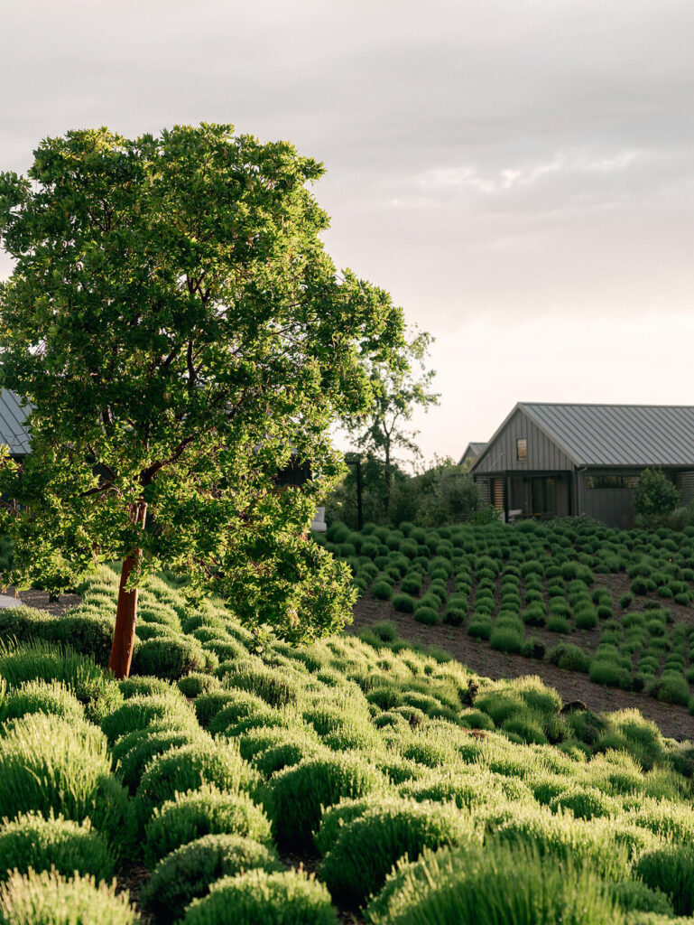 Stanly Ranch Wedding Photographer
